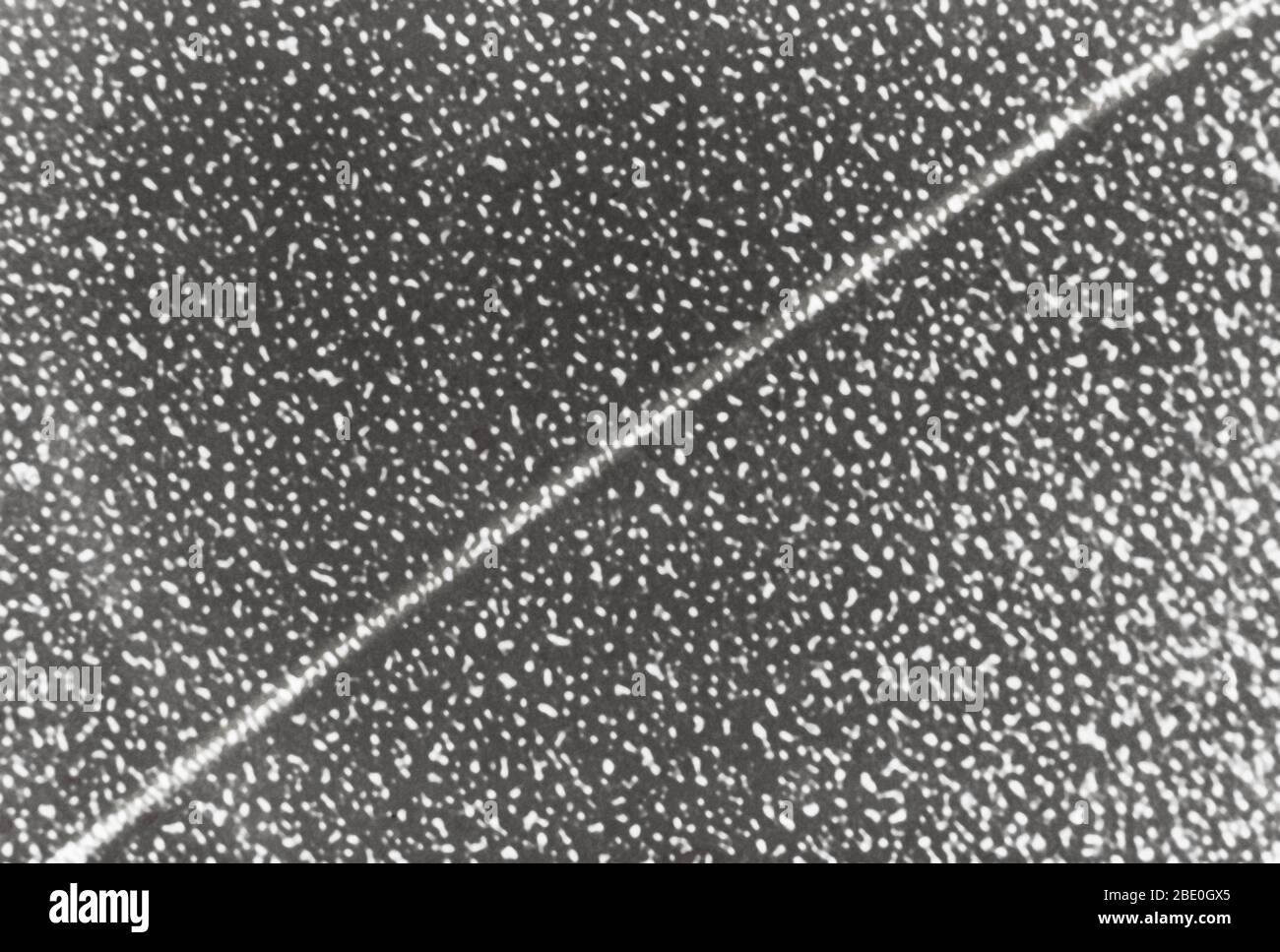 Transmission electron micrograph (TEM) of a single strand of DNA. Deoxyribonucleic acid (DNA) is a molecule that carries the genetic instructions used in the growth, development, functioning and reproduction of all known living organisms and many viruses. DNA and ribonucleic acid (RNA) are nucleic acids; alongside proteins, lipids and complex carbohydrates (polysaccharides), they are one of the four major types of macromolecules that are essential for all known forms of life. Most DNA molecules consist of two biopolymer strands coiled around each other to form a double helix. Magnification: un Stock Photo