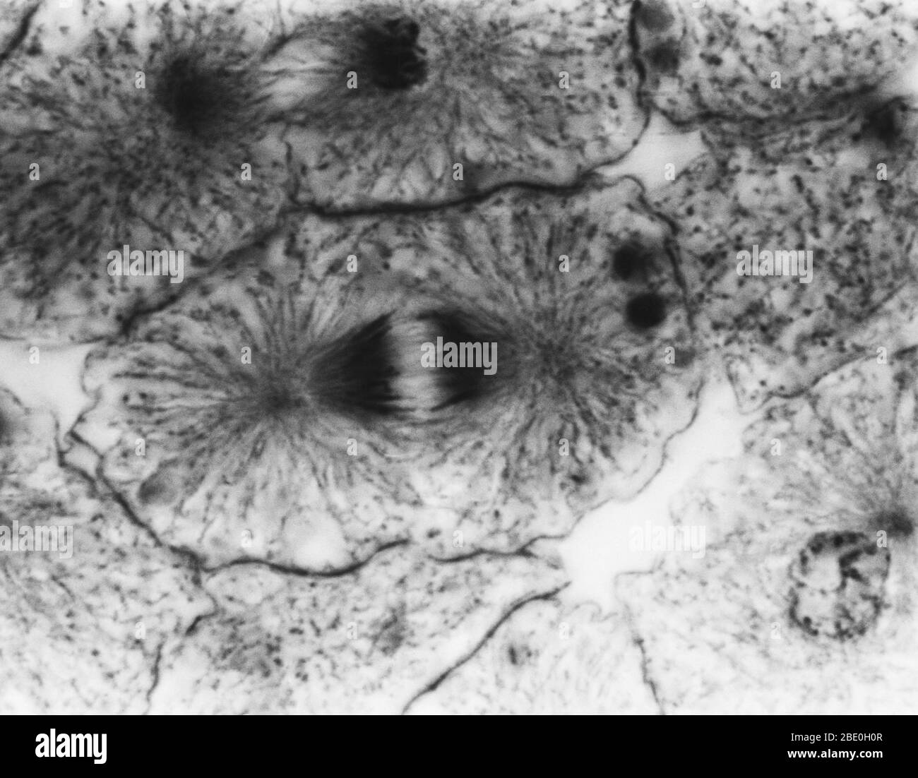 Light micrograph showing mitosis in whitefish blastula, early telophase. No magnification given. Mitosis, the usual method of cell division, characterized typically by the resolving of the chromatin of the nucleus into a threadlike form, which condenses into chromosomes, each of which separates longitudinally into two parts, one part of each chromosome being retained in each of two new cells resulting from the original cell. The four main phases of mitosis are prophase, metaphase, anaphase, and telophase. Blastula, an animal embryo at the stage immediately following the division of the fertili Stock Photo