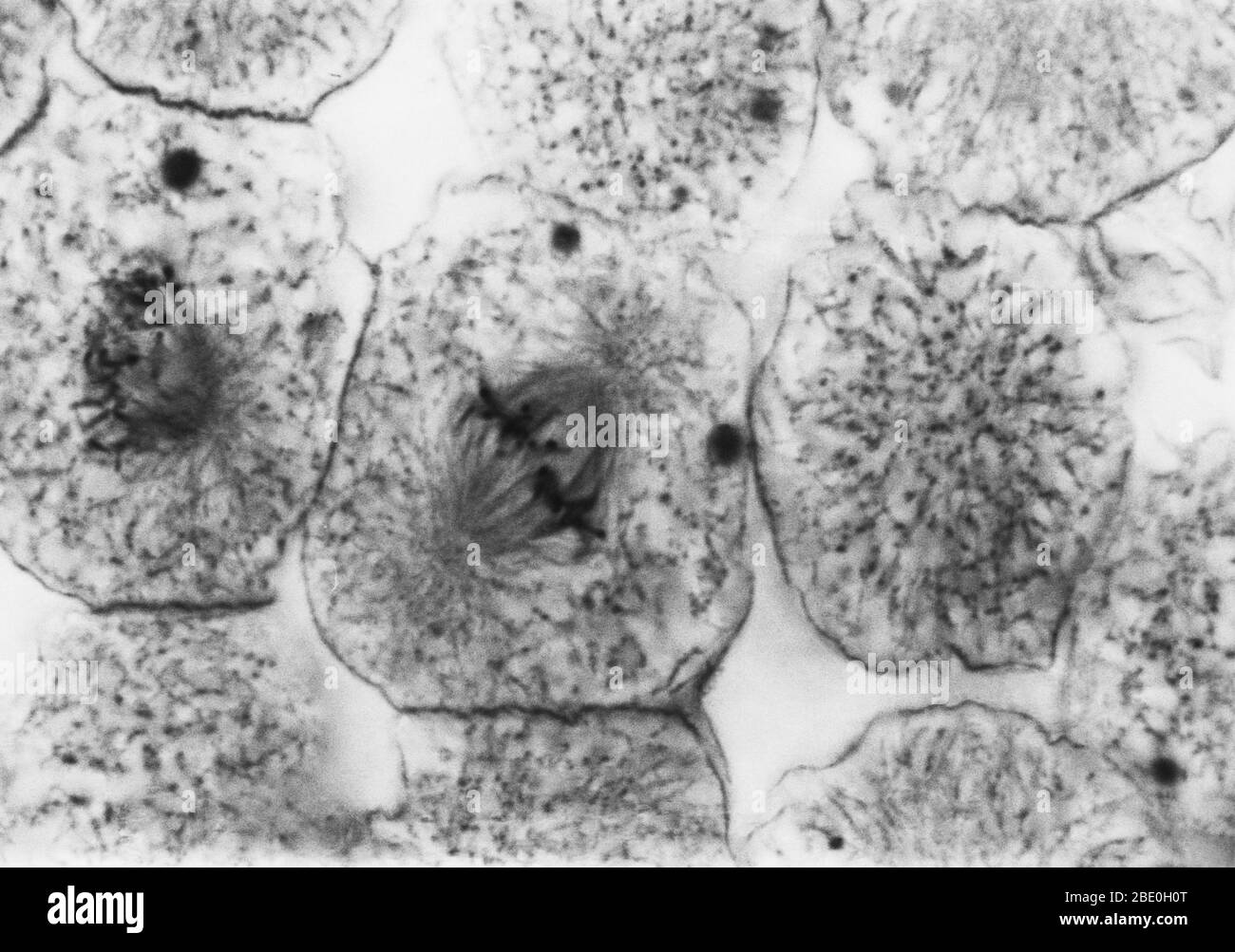 Light micrograph showing mitosis in whitefish blastula, early metaphase. No magnification given. Mitosis, the usual method of cell division, characterized typically by the resolving of the chromatin of the nucleus into a threadlike form, which condenses into chromosomes, each of which separates longitudinally into two parts, one part of each chromosome being retained in each of two new cells resulting from the original cell. The four main phases of mitosis are prophase, metaphase, anaphase, and telophase. Blastula, an animal embryo at the stage immediately following the division of the fertili Stock Photo