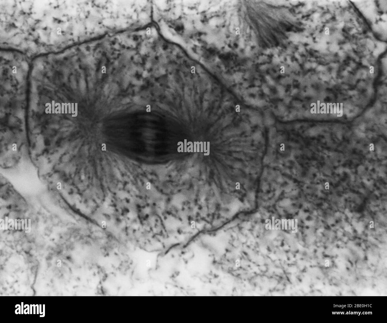 Cell division animal hi-res stock photography and images - Alamy