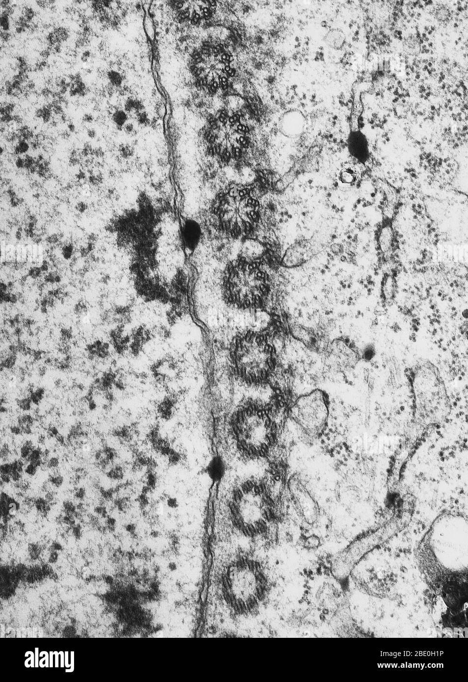 Transmission electron micrograph showing initiation of flagellar apparatus during zoosporogenisis in oedogonium. Proliferation of centrioles around the nuclear envelope. Magnification 15,000x. Oedogonium a type genus of Oedogoniaceae, freshwater green algae having long unbranched filaments, usually free-floating when mature. Stock Photo