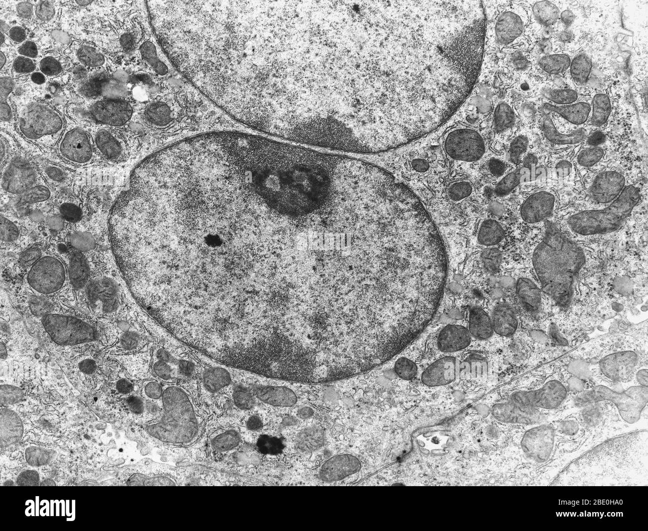 Transmission Electron Micrograph (TEM) of a cell, showing the organelles. Magnification unknown. Stock Photo