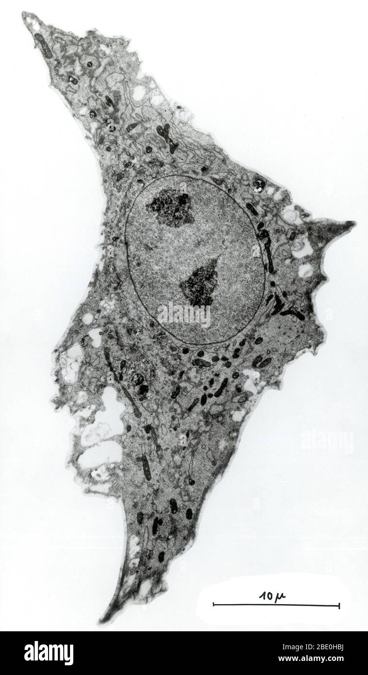 Light micrograph of tissue culture cell from chicken heart. Magnification 4500x. Stock Photo