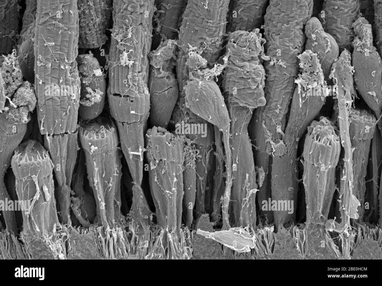 Scanning Electron Micrograph (SEM) of the rod and cone structure of a amphibian retina. Rod cells are photoreceptor cells in the retina of the eye that can function in less intense light than the other type of visual photoreceptor, cone cells. Rods are usually found concentrated at the outer edges of the retina and are used in peripheral vision. Cone cells, or cones, are one of three types of photoreceptor cells in the retina of mammalian eyes. They are responsible for color vision and function best in relatively bright light, as opposed to rod cells, which work better in dim light. The night Stock Photo