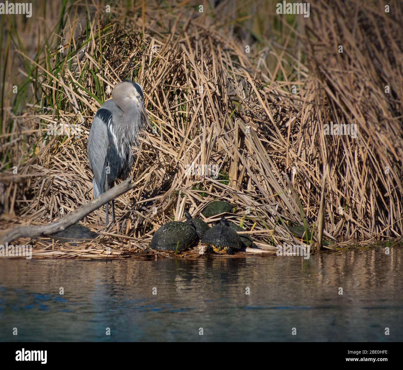 Animal in the wild Stock Photo Alamy Animal in the wild Stock Photo Alamy