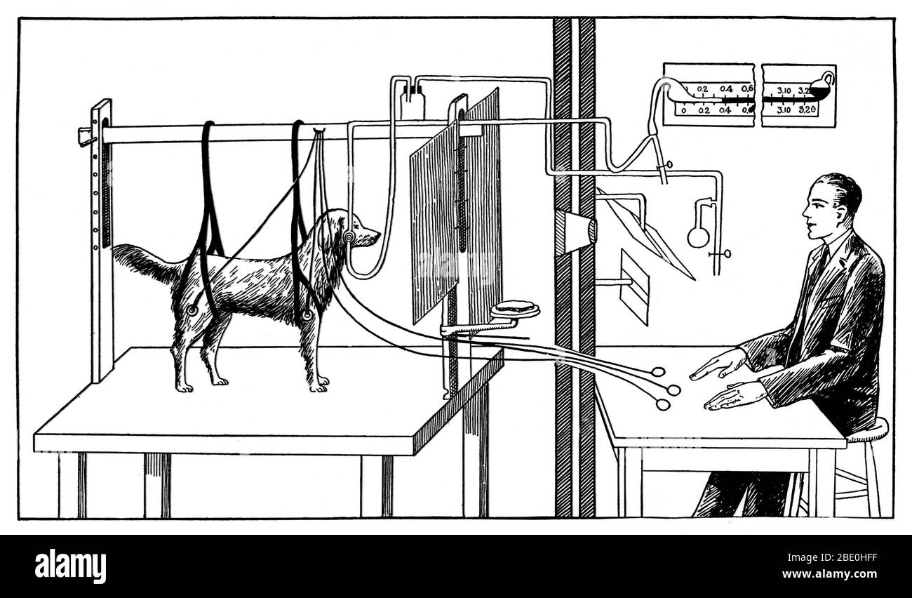 Diagram illustrating Pavlov's experiments on a dog.  Ivan Petrovich Pavlov (1849-1936) was a Russian physiologist and experimental psychologist, who received the 1904 Nobel Prize for his work on the physiology of the digestive glands. He is best remembered for his work on conditioned reflexes, in which he conditioned dogs to salivate in anticipation of food by ringing a bell each meal time. Eventually, the bell alone provoked salivation. These experiments became the foundation of behaviorist psychology. Stock Photo