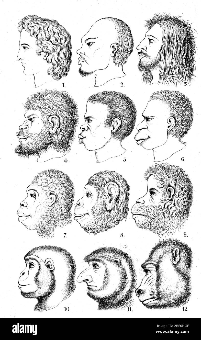 Racist evolutionary theory published by E. Haeckel, 1868. This 'Great Chain of Being of Race' portrays an evolutionary chain running from monkeys to humans, in order of the racial and national perferences of the publishers. The heads pictured were supposed to represent, from top to bottom and left to right, 'Indo-German, Chinese, Fuegian, Australian Negro, African Negro, Tasmanian, gorilla, chimpanzee, orang, gibbon, proboscis monkey, and mandrill.' The naturalist Ernst Haeckel (1834 - 1919) was a German biologist, naturalist, philosopher, physician, professor and artist who discovered, descri Stock Photo