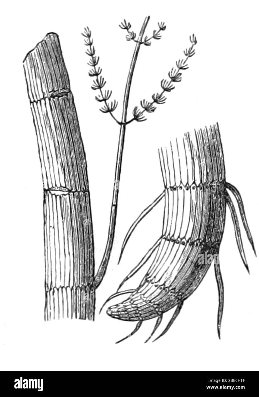 Paleozoic calamites, including a root (at right). Illustration from 1872. A calamite is any member of the lineage of giant horsetails, which belonged to the Sphenopsida, an important part of late Paleozoic vegetation. Calamites grew to be tree-sized plants with but with whorled branches seen in modern horsetails. A calamite root can be seen at right. The Paleozoic Era is the earliest of three geologic eras of the Phanerozoic Eon, spanning from roughly 541 to 252.17 million years ago. Stock Photo