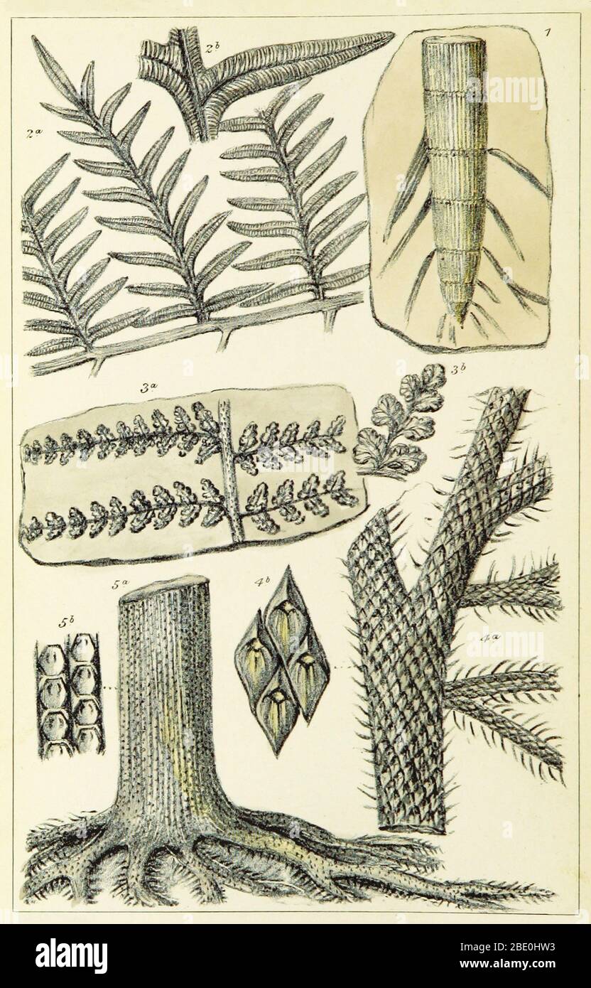 Paleozoic flora, including calamites. From 'Figures of Characteristic British Fossils' by W. H. Baily, 1867. A calamite is any member of the lineage of giant horsetails, which belonged to the Sphenopsida, an important part of late Paleozoic vegetation. Calamites grew to be tree-sized plants with but with whorled branches seen in modern horsetails. A calamite root can be seen at top right. The Paleozoic Era is the earliest of three geologic eras of the Phanerozoic Eon, spanning from roughly 541 to 252.17 million years ago. Stock Photo