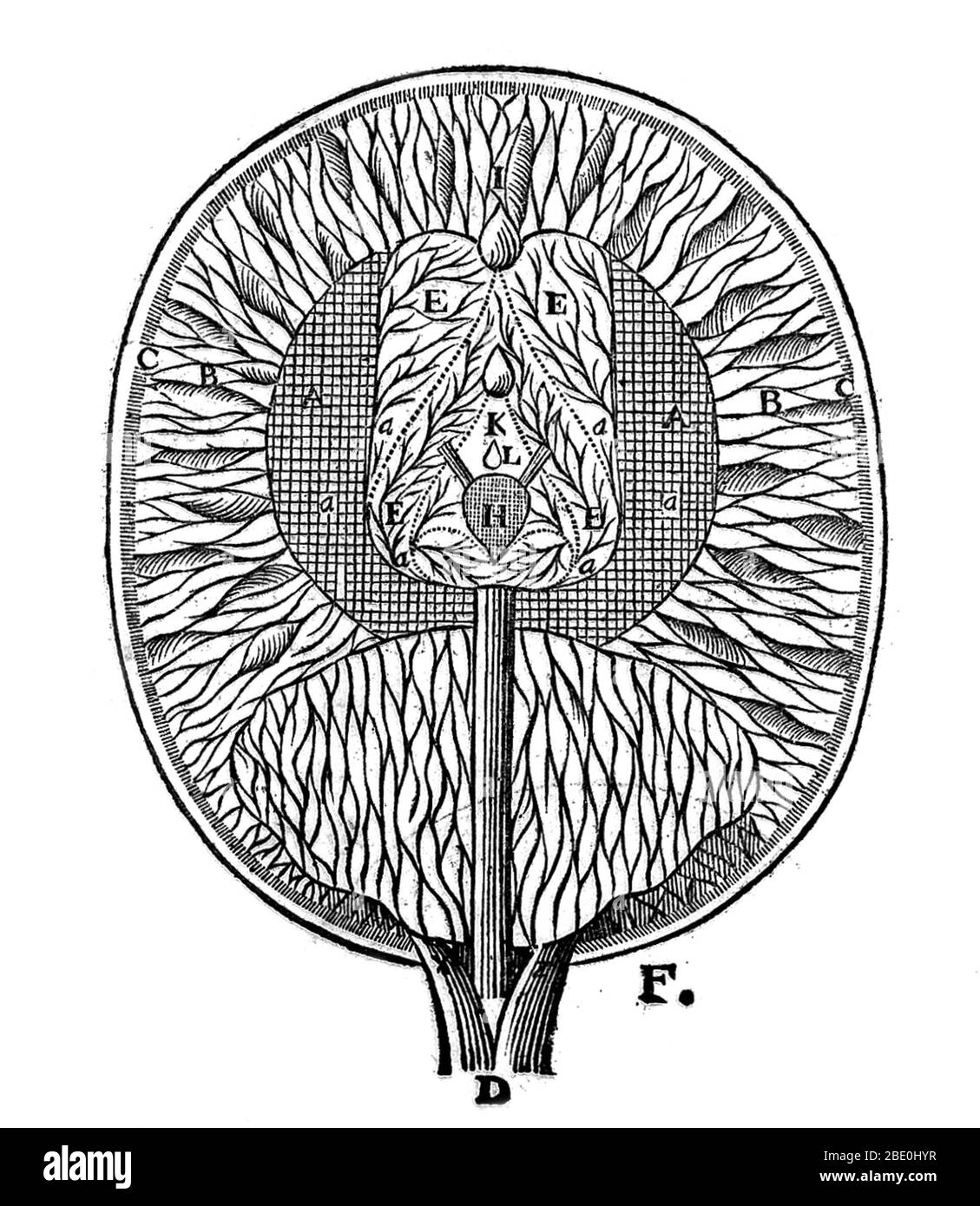 Descartes: Diagram showing the ventricles of the brain (E) and pineal gland (H). A & B are fibers ending in walls of ventricles. Illustration from 1664. Rene Descartes (1596 -1650), French mathematician and philosopher, created co-ordinate geometry, a bridge between algebra and geometry, now known as Cartesian geometry. He is considered a founding father of modern philosophy, famous for his statement Cogito ergo sum (I think, therefore I am). Stock Photo