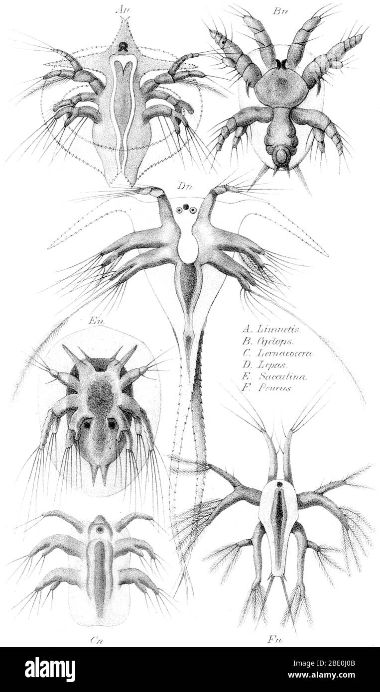 Entitled: 'Nauplius - Youth form of six Crab fish.', plate X from 'The History of Creation' by Ernst Heinrich Philipp August Haeckel, 1884. The genus name Nauplius was published posthumously by Otto Friedrich Müller in 1785 for animals now known to be the larvae of copepods. The nauplius stage (plural: nauplii) is characterized by the use of the appendages of the head (the antennae) for swimming. The nauplius is also the stage at which a simple, unpaired eye first appears. The eye is known for that reason as the naupliar eye, and is often absent in later developmental stages, although it is re Stock Photo