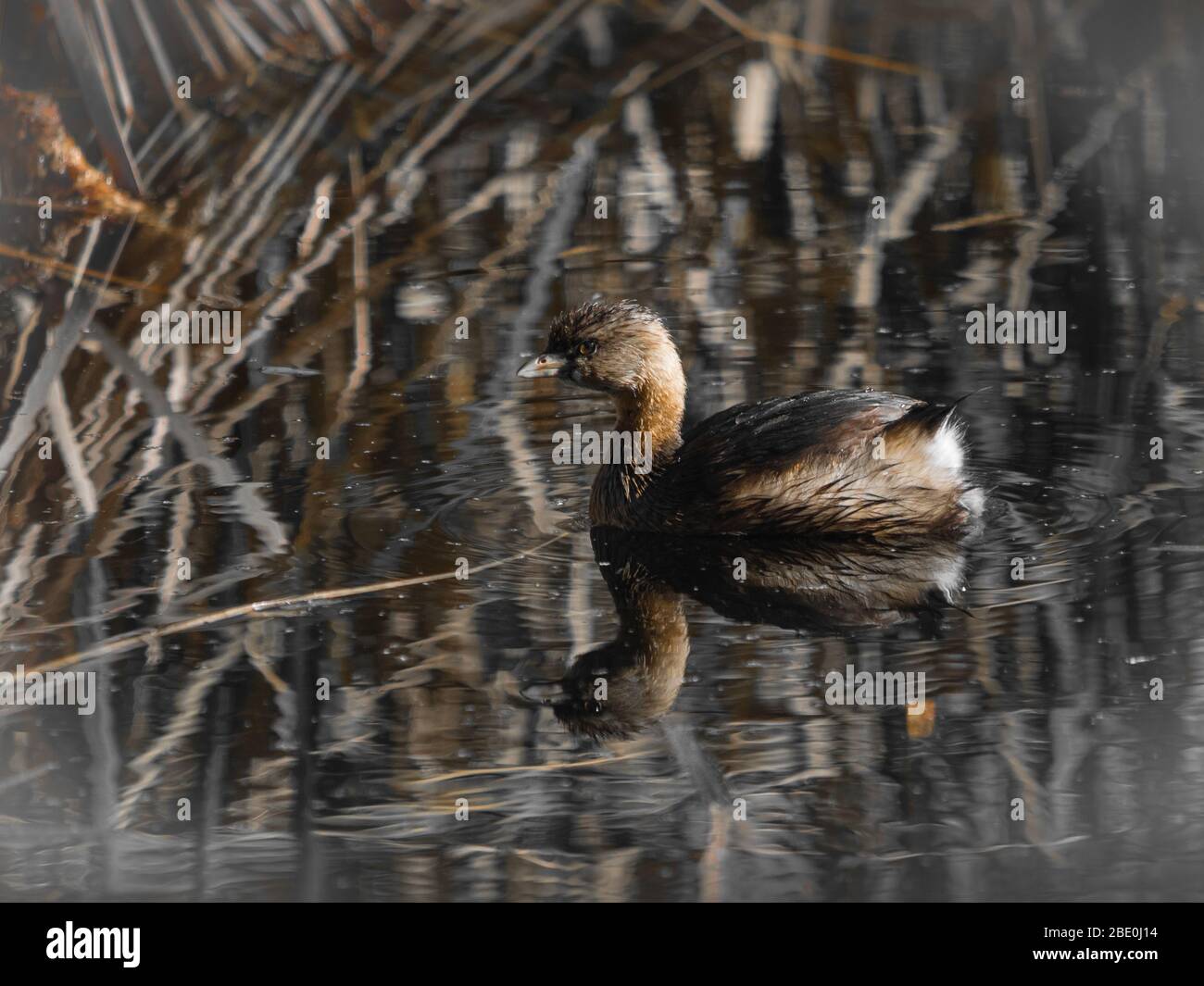 Animal in the wild Stock Photo Alamy Animal in the wild Stock Photo Alamy