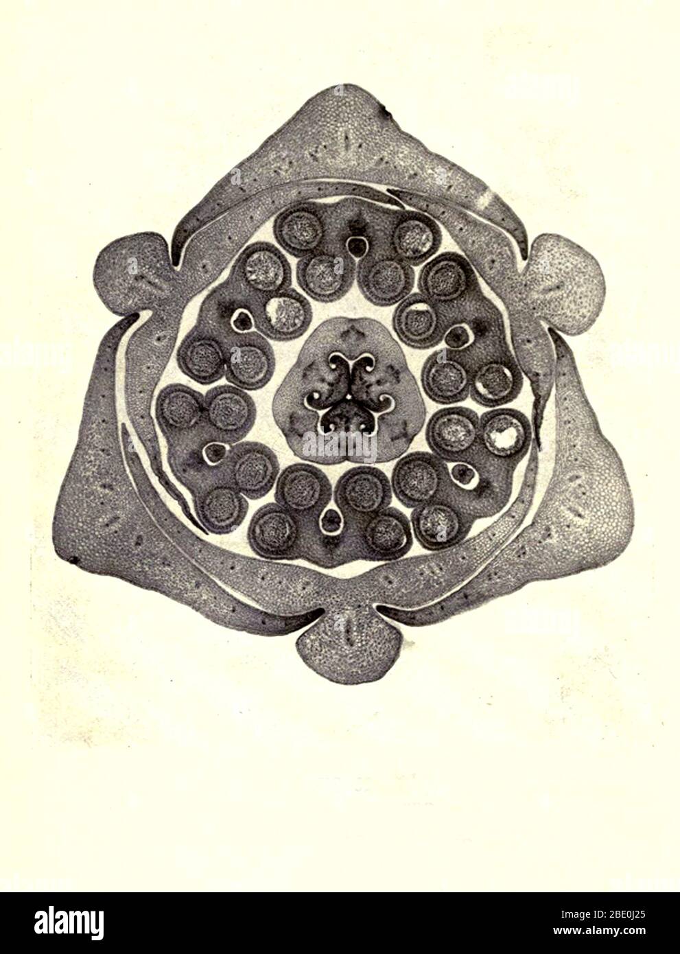 Section of Lily bud. Magnification: 12x. Photomicrograph made by Arthur E Smith in the early 1900s, using a combined microscope and camera. In 1904, the Royal Society in London exhibited a series of Smith's photomicrographs to the public. They were later published in 1909 in a book called 'Nature Through Microscope & Camera.' They were the first examples of photomicroscopy many had ever seen. Stock Photo