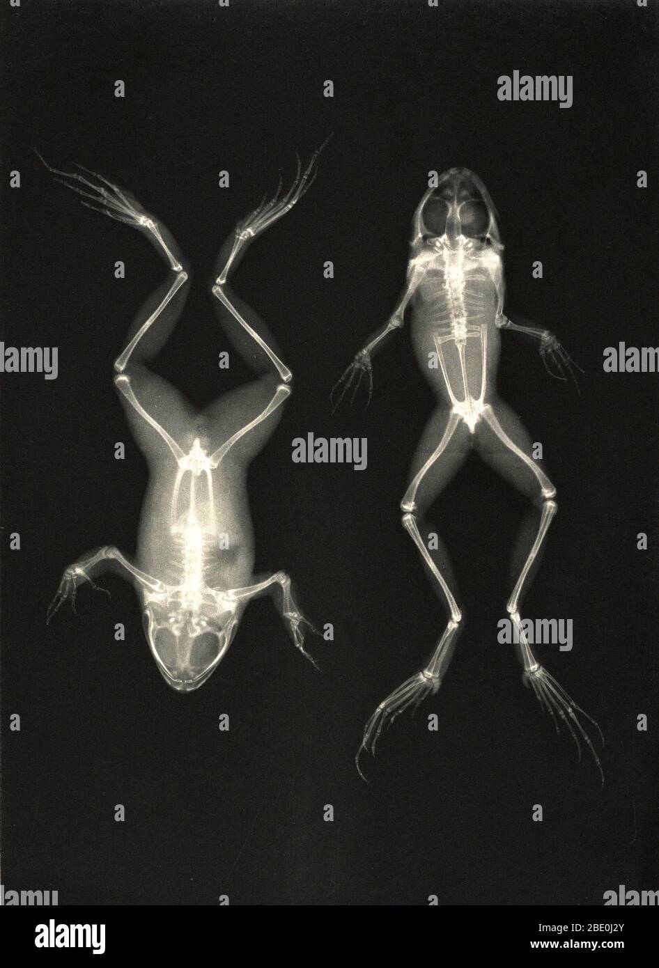 Historical X-ray of the abdomen and back of two frogs, 1896. Taken by Josef Maria Eder (Austrian, 1855-1944) and Eduard Valenta (Austrian, 1857-1937). Photogravure. Eder was the director of an institute for graphic processes and the author of an early history of photography. With the photochemist Valenta, he produced a portfolio in January 1896, less than a month after Wilhelm Conrad Rontgen published his discovery of X-rays. Eder and Valenta's volume, from which this plate derives, demonstrated the X-ray's magical ability to reveal the hidden structure of living things. Human hands and feet, Stock Photo