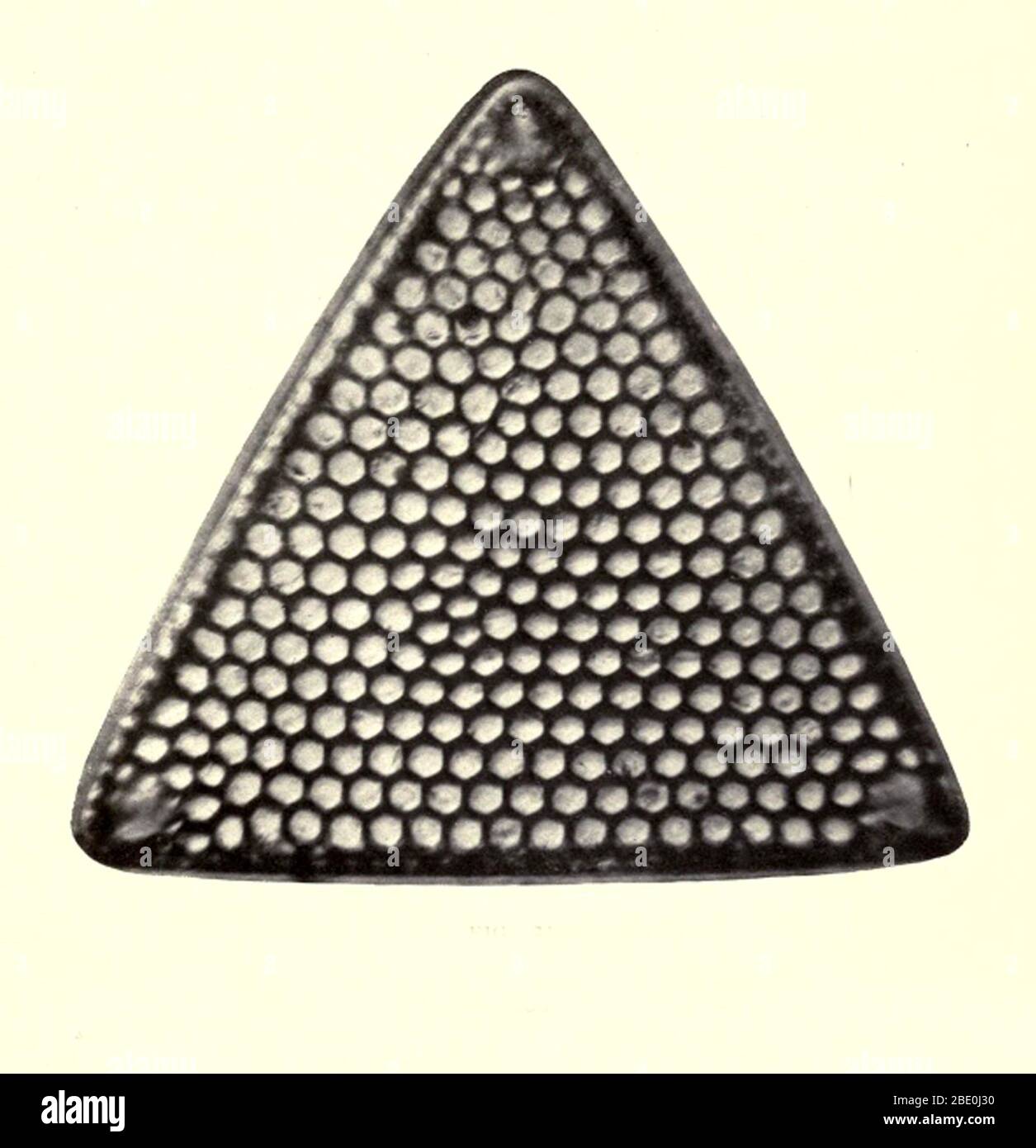 Diatom, Triceratium Favus. Magnification: 600x. Photomicrograph made by Arthur E Smith in the early 1900s, using a combined microscope and camera. In 1904, the Royal Society in London exhibited a series of Smith's photomicrographs to the public. They were later published in 1909 in a book called 'Nature Through Microscope & Camera.' They were the first examples of photomicroscopy many had ever seen. Stock Photo