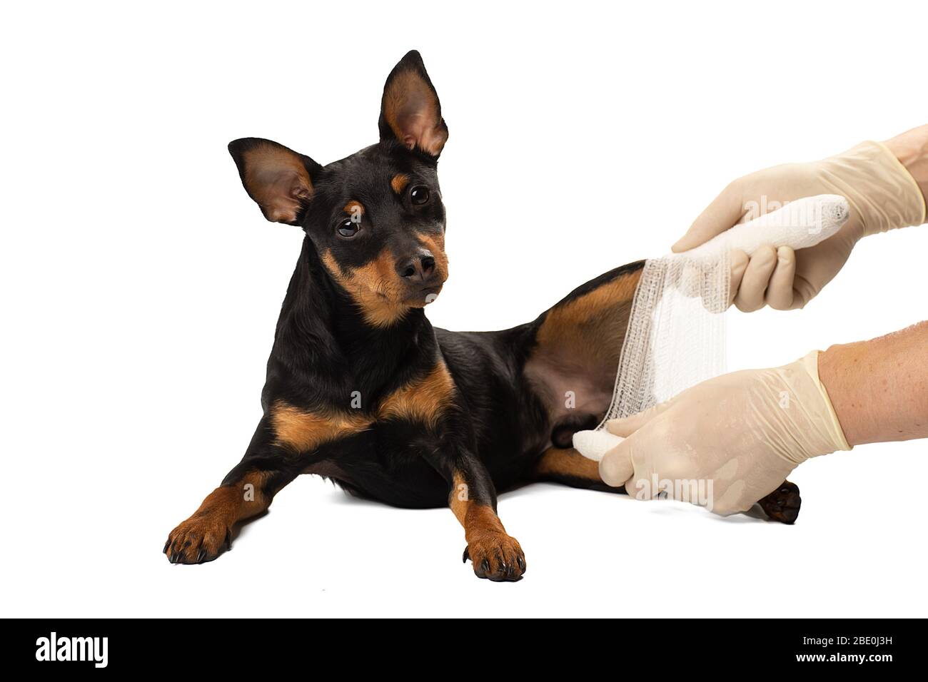 A dog's leg is bandaged in a Studio Stock Photo Alamy