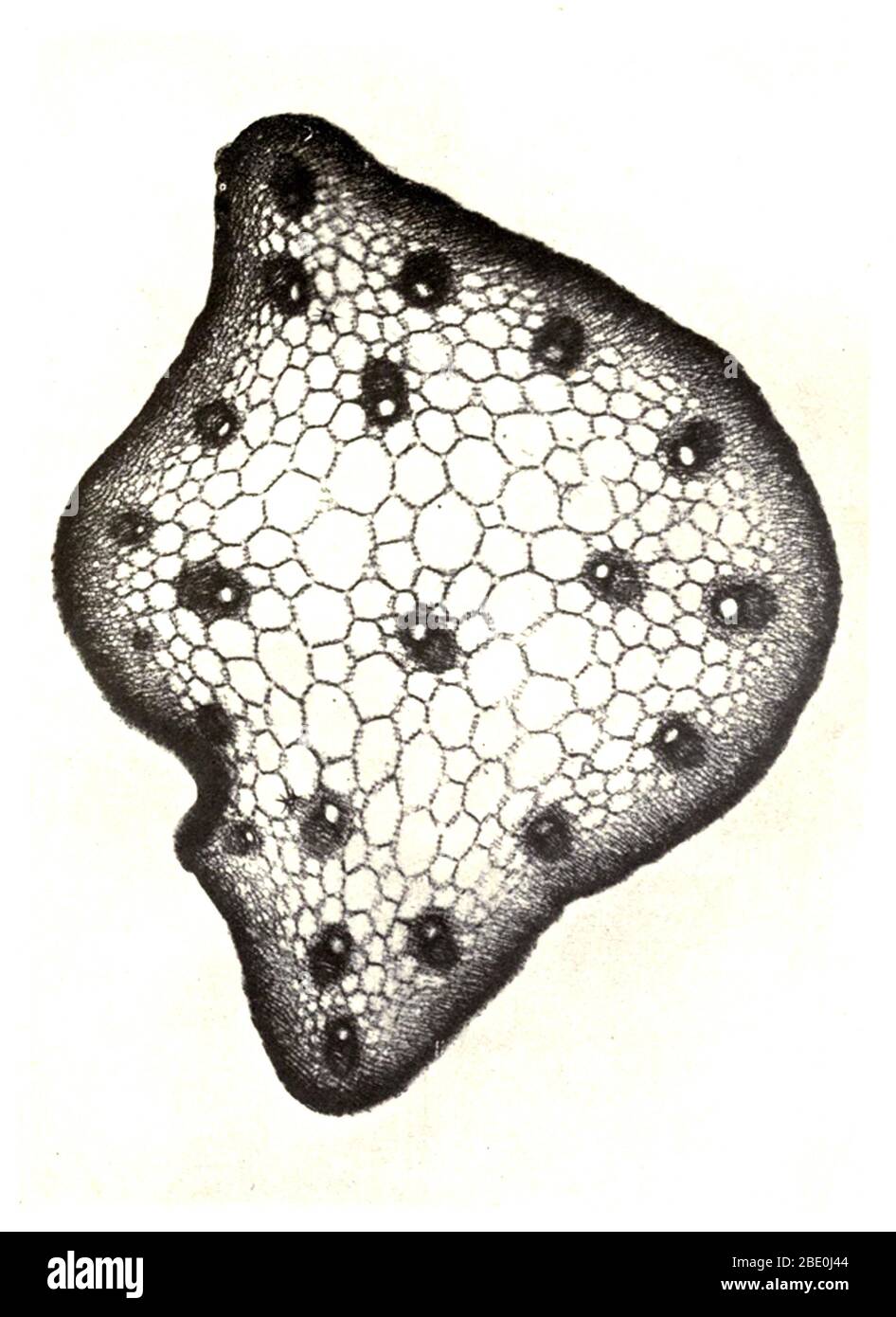 Transverse section of plant stem (Nuphar lutea). Magnification: 12x. Nuphar lutea (Yellow Water-lily, Brandy-Bottle) is an aquatic plant of the family Nymphaeaceae, native to temperate regions of Europe, northwest Africa, and western Asia. This photomicrograph was made by Arthur E Smith in the early 1900s, using a combined microscope and camera. In 1904, the Royal Society in London exhibited a series of Smith's photomicrographs to the public. They were later published in 1909 in a book called 'Nature Through Microscope & Camera.'  They were the first examples of photomicroscopy many had ever s Stock Photo