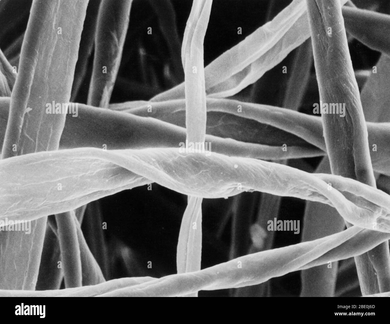 Cotton swab fibers views under a scanning electron microscope. The individual twisted strands are fibers of cotton that comprise the soft, absorbent tip of the typical cotton swab. Each of the fibers seen in this photo is approximately 15 microns. (2000x magnification). Stock Photo