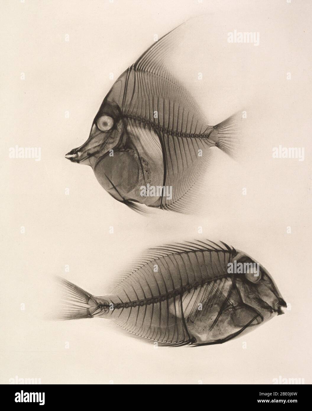 Historical X-ray of the Moorish idol (Zanclus cornutus), and Bluelined surgeonfish (Acanthurus nigros), 1896. Taken by Josef Maria Eder (Austrian, 1855-1944) and Eduard Valenta (Austrian, 1857-1937). Photogravure. Eder was the director of an institute for graphic processes and the author of an early history of photography. With the photochemist Valenta, he produced a portfolio in January 1896, less than a month after Wilhelm Conrad Rontgen published his discovery of X-rays. Eder and Valenta's volume, from which this plate derives, demonstrated the X-ray's magical ability to reveal the hidden s Stock Photo