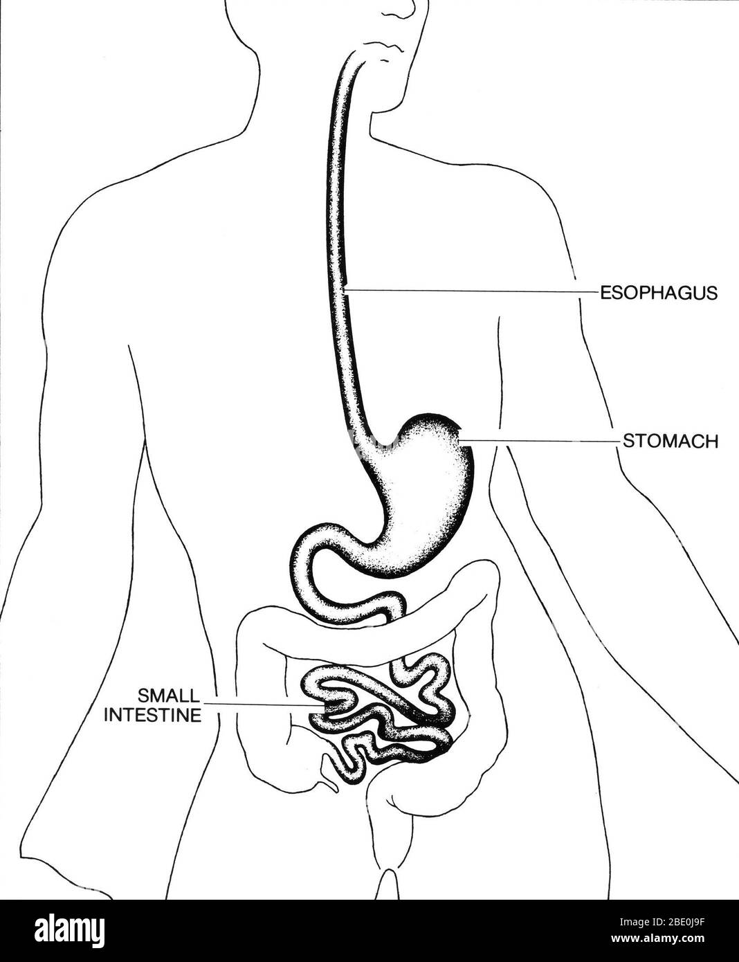 Illustration of esophagus and intestines Stock Photo Alamy