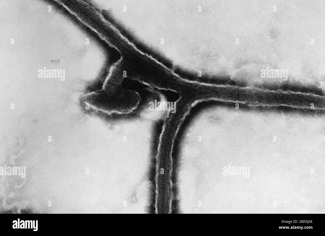 Transmission Electron Micrograph (TEM) of the Marburg virus. Marburg virus (MARV) is a hemorrhagic fever virus of the Filoviridae family of viruses and a member of the species Marburg marburgvirus, genus Marburgvirus. MARV causes Marburg virus disease in humans and nonhuman primates, a form of viral hemorrhagic fever. The virus is considered to be extremely dangerous. The WHO rates it as a Risk Group 4 Pathogen (requiring biosafety level 4-equivalent containment). In the United States, the NIH/NIAID ranks it as a Category A Priority Pathogen and the CDC lists it as a Category A Bioterrorism Ag Stock Photo