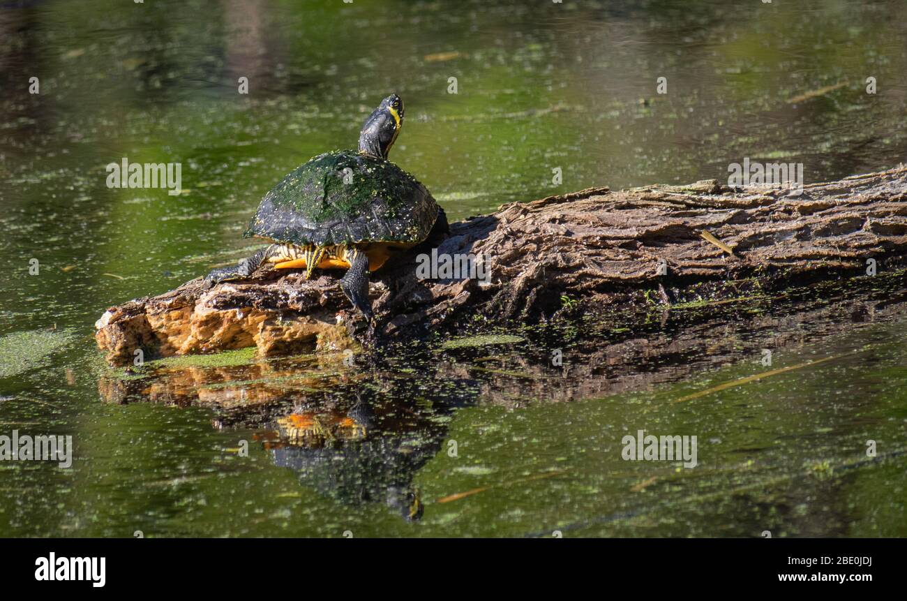 Animal in the wild Stock Photo Alamy Animal in the wild Stock Photo Alamy