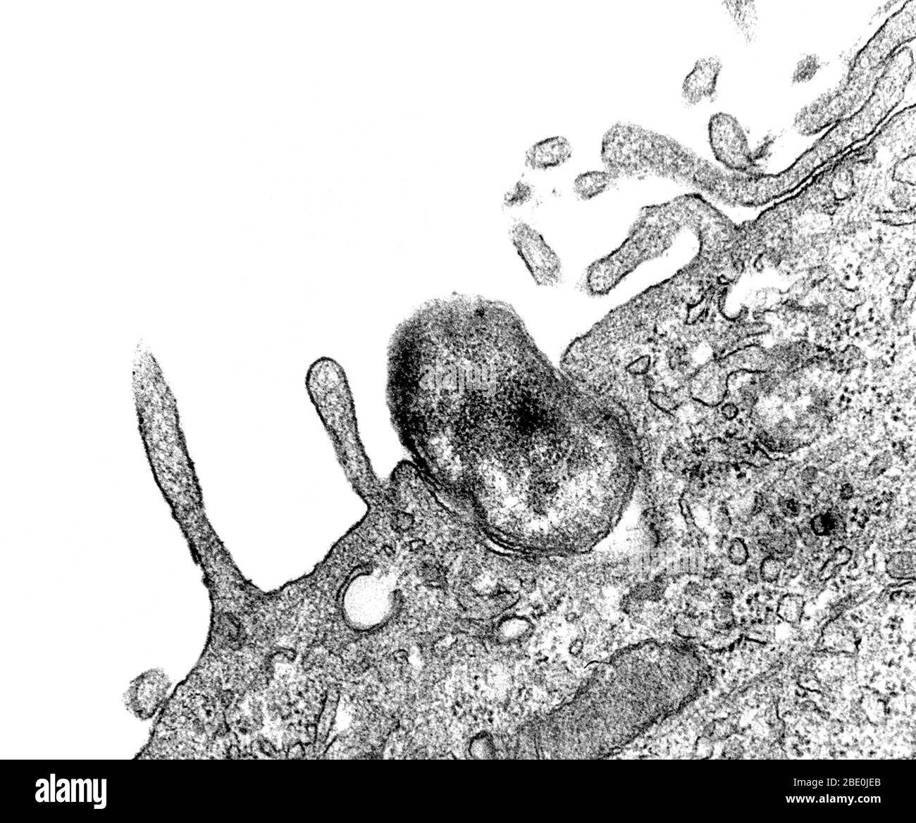 Transmission Electron Microscope (TEM) image captured as the process of phagocytosis was underway. Here, you are able to see as an Orientia tsutsugamushi bacterium, formerly known as Rickettsia tsutsugamushi, was being ingested by a mouse peritoneal mesothelial cell. Note how the would-be host cell membrane had not yet entirely enveloped the bacterium. Magnification: unknown. Stock Photo