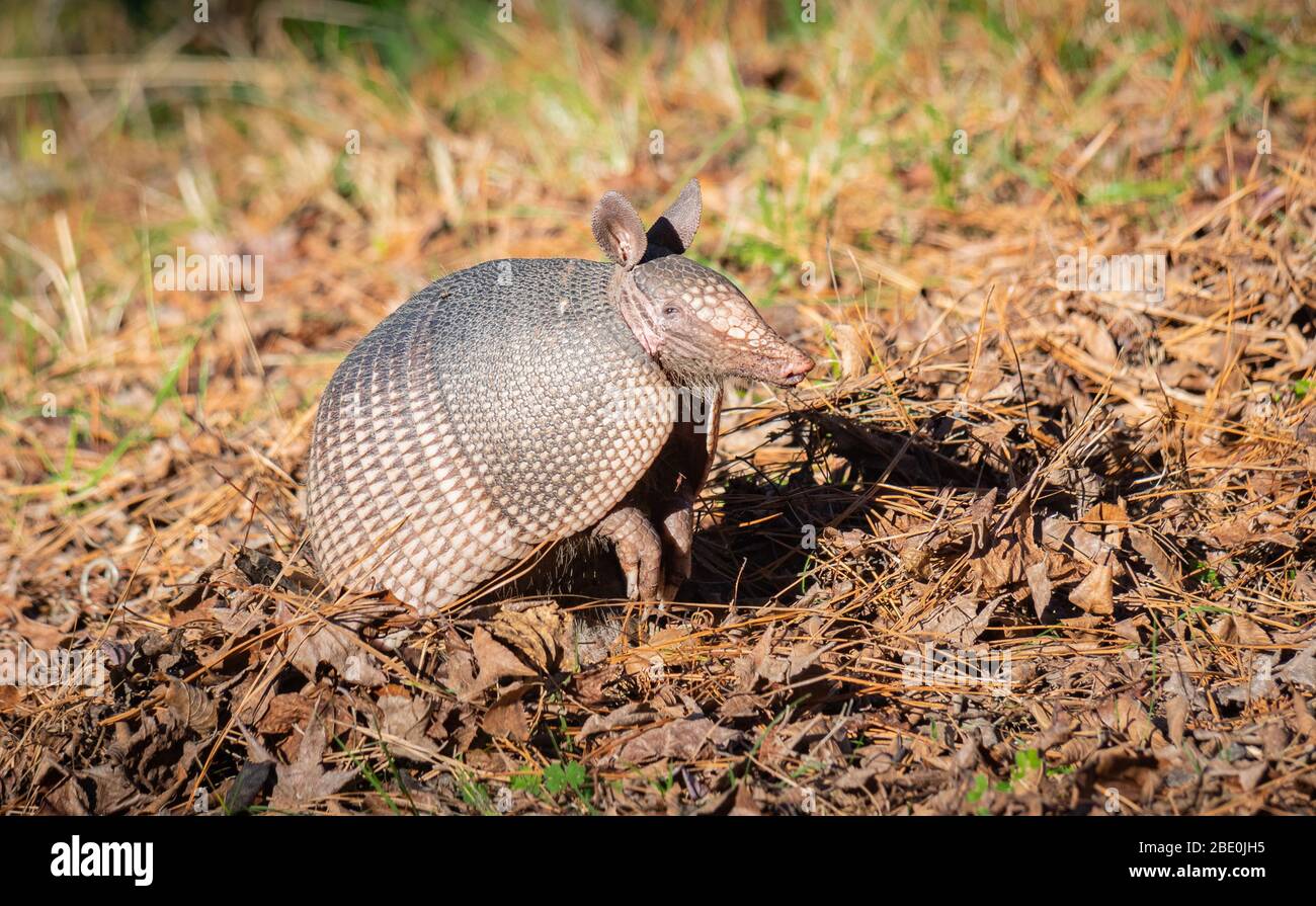 Animal in the wild Stock Photo Alamy Animal in the wild Stock Photo Alamy