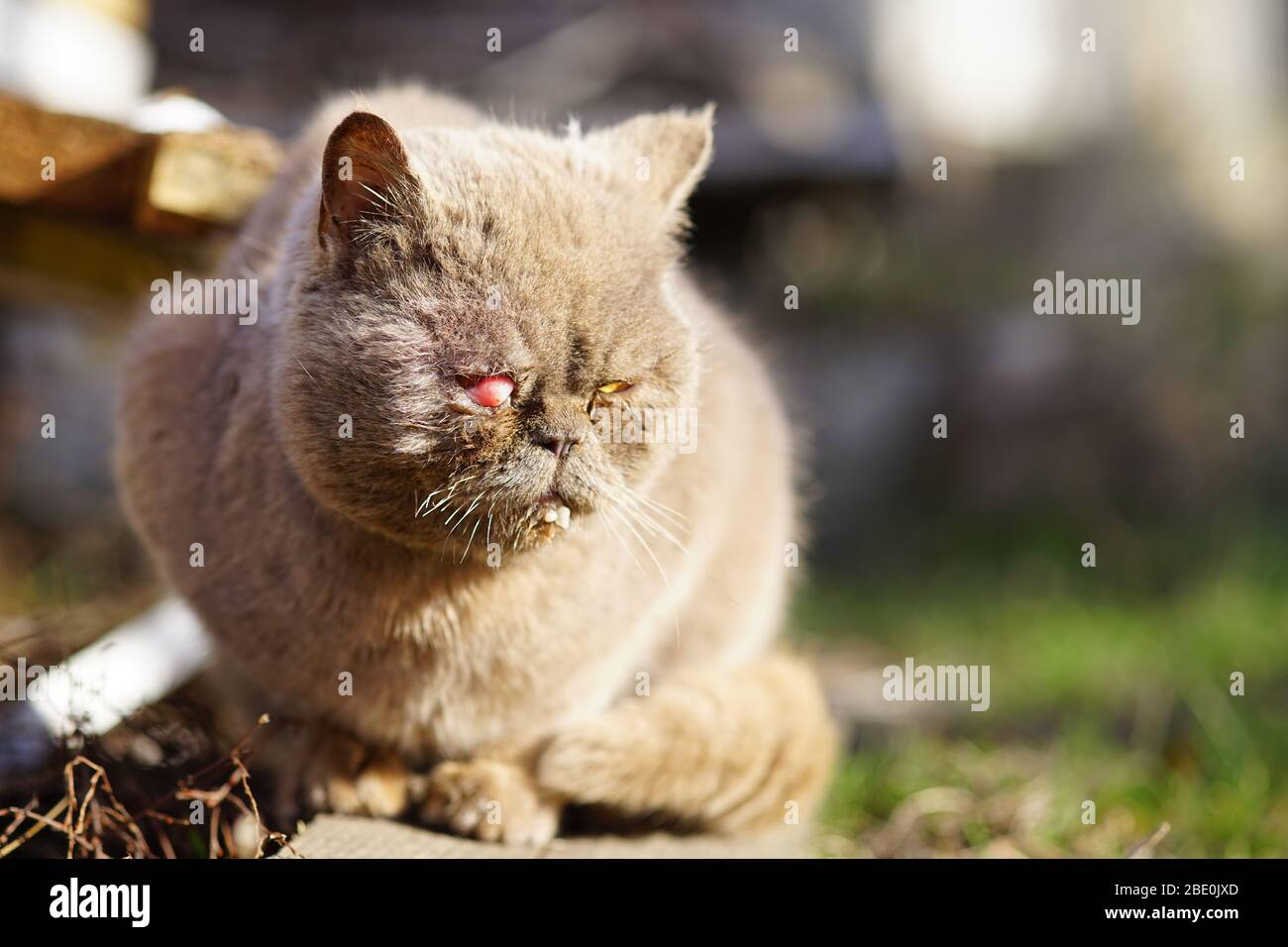 Homeless sick british cat is sitting in the park. Prolapse of the third century, prolapse of the lacrimal gland Stock Photo