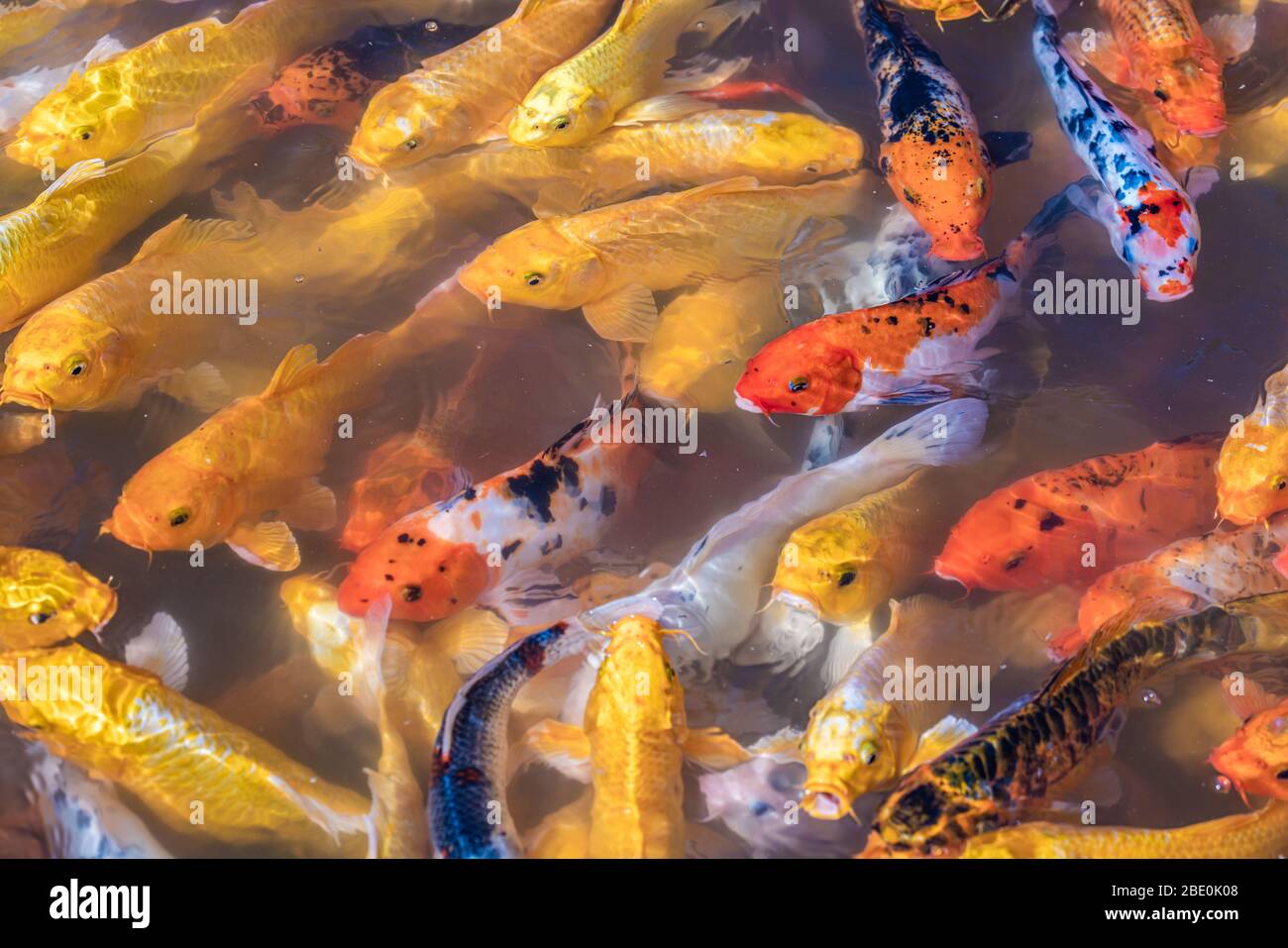 Chinese koi fish in a pond Stock Photo Alamy