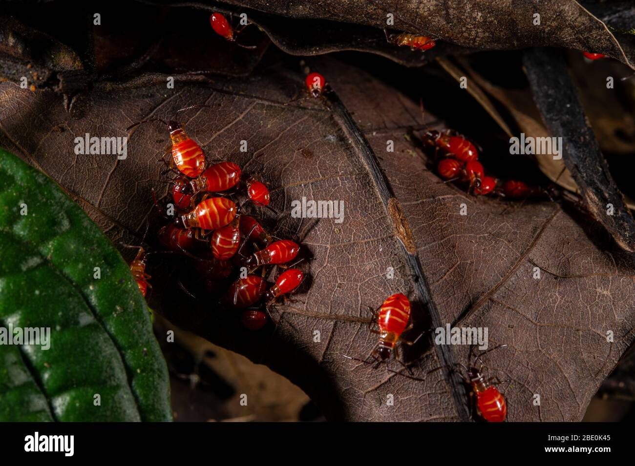 Nymphs of Cotton stainer, Dysdercus mimulus, Hemiptera, Pyrrhocoridae, Monteverde Cloud Forest Reserve, Costa Rica, Centroamerica Stock Photo