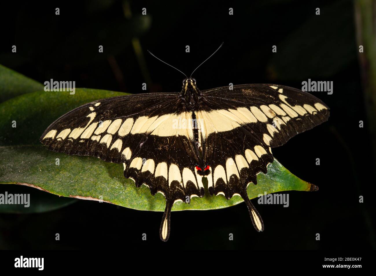 Thoas Swallowtail, Heraclides thoas autocles, Papilionidae, Monteverde Cloud Forest Reserve, Costa Rica, Centroamerica Stock Photo