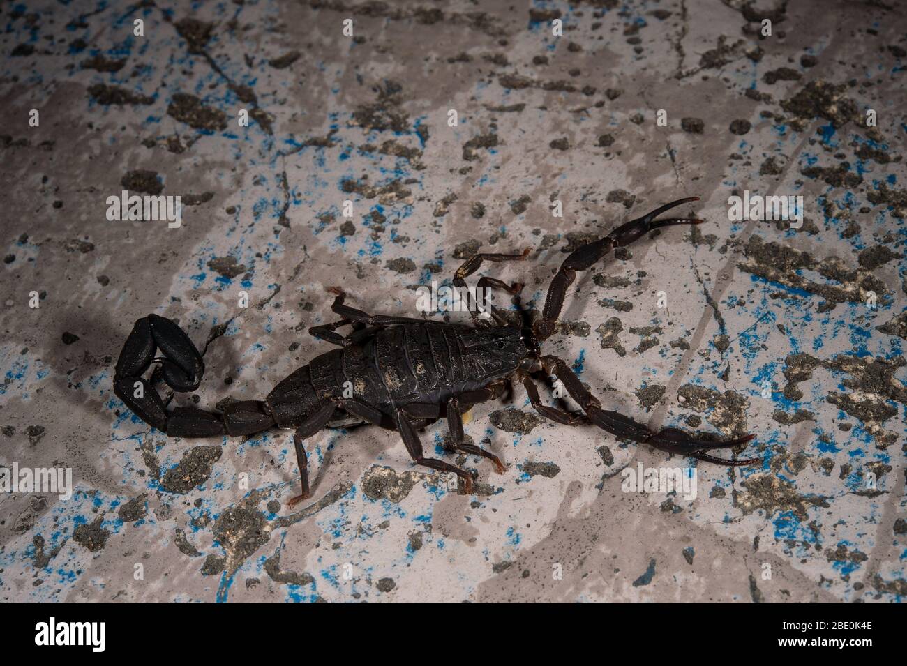 Black edged scorpion, Centruroides limbatus, Buthidae, Monteverde Cloud Forest Reserve, Costa Rica, Centroamerica Stock Photo