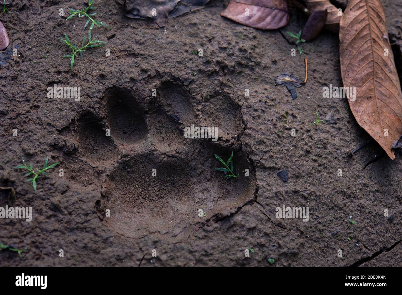Fingerprints of female Jaguar, Panthera onca, Felidae, Caño Negro National Wildlife Refuge, Costa Rica, Centroamerica Stock Photo