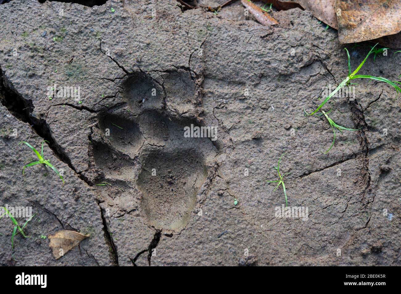 Fingerprints of puppy Jaguar, Panthera onca, Felidae, Caño Negro National Wildlife Refuge, Costa Rica, Centroamerica Stock Photo