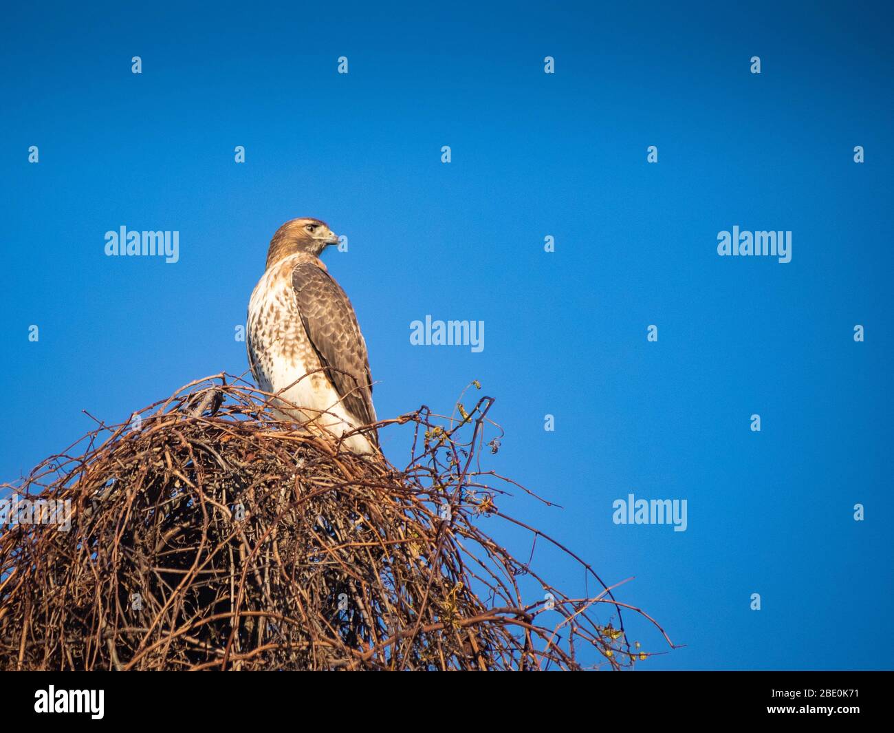 Animal in the wild Stock Photo Alamy Animal in the wild Stock Photo Alamy