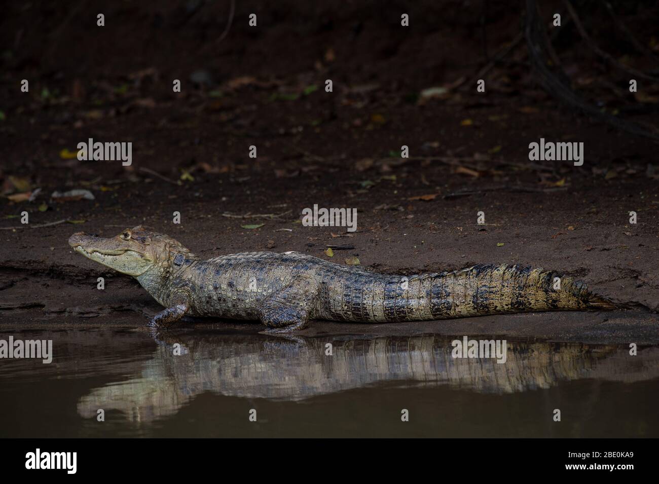 Spectlacled Caiman, Caiman crocodilus, Crocodylidae, Caño