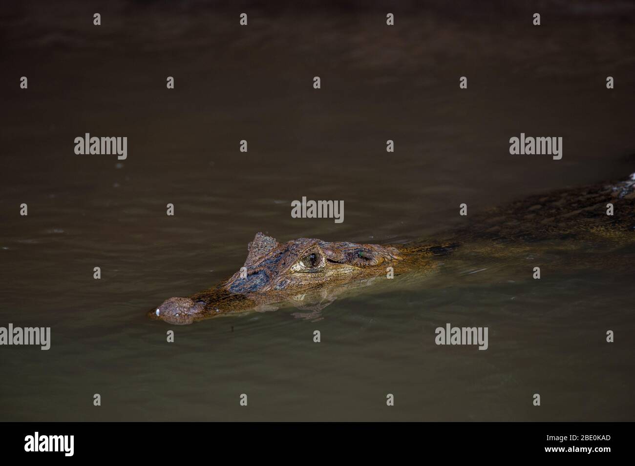 Spectlacled Caiman, Caiman crocodilus, Crocodylidae, Caño
