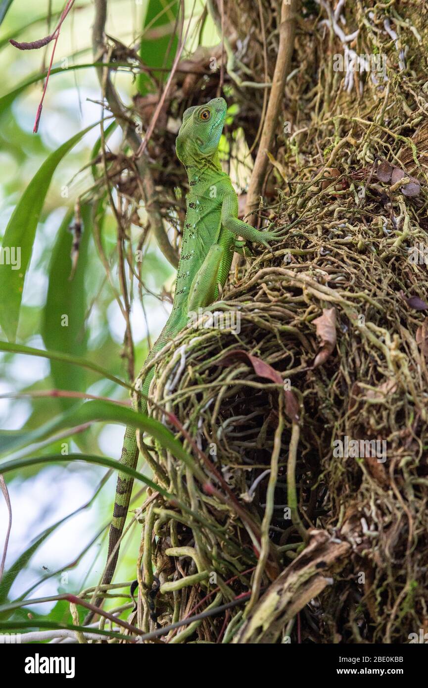 Female of Green Basilisk, Basiliscus plumifrons,