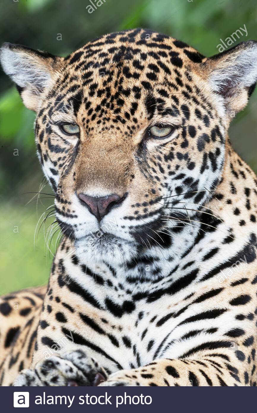 Page 3 Jaguar Animal Face High Resolution Stock Photography And