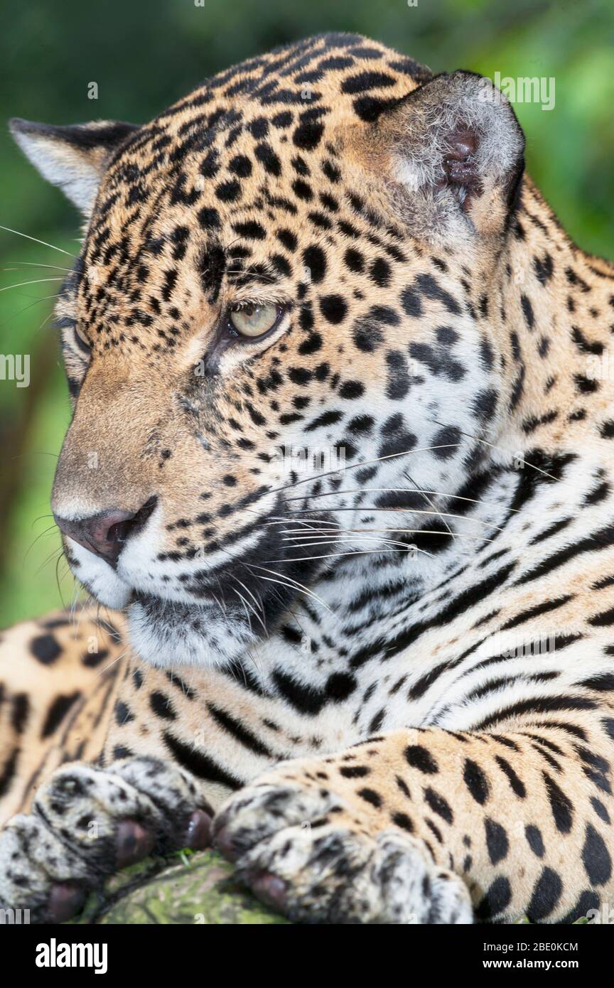 Close-up of an adult male Jaguar (Panthera onca), Costa Rica, Central America Stock Photo