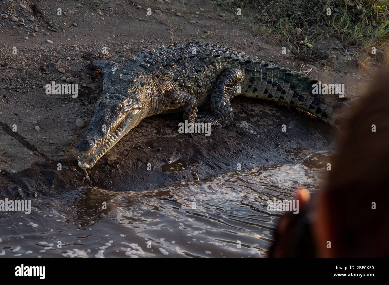 American Crocodile, Crocodylus acutus, Crocodylidae, Rio Tarcoles, Costa Rica, Centroamerica Stock Photo