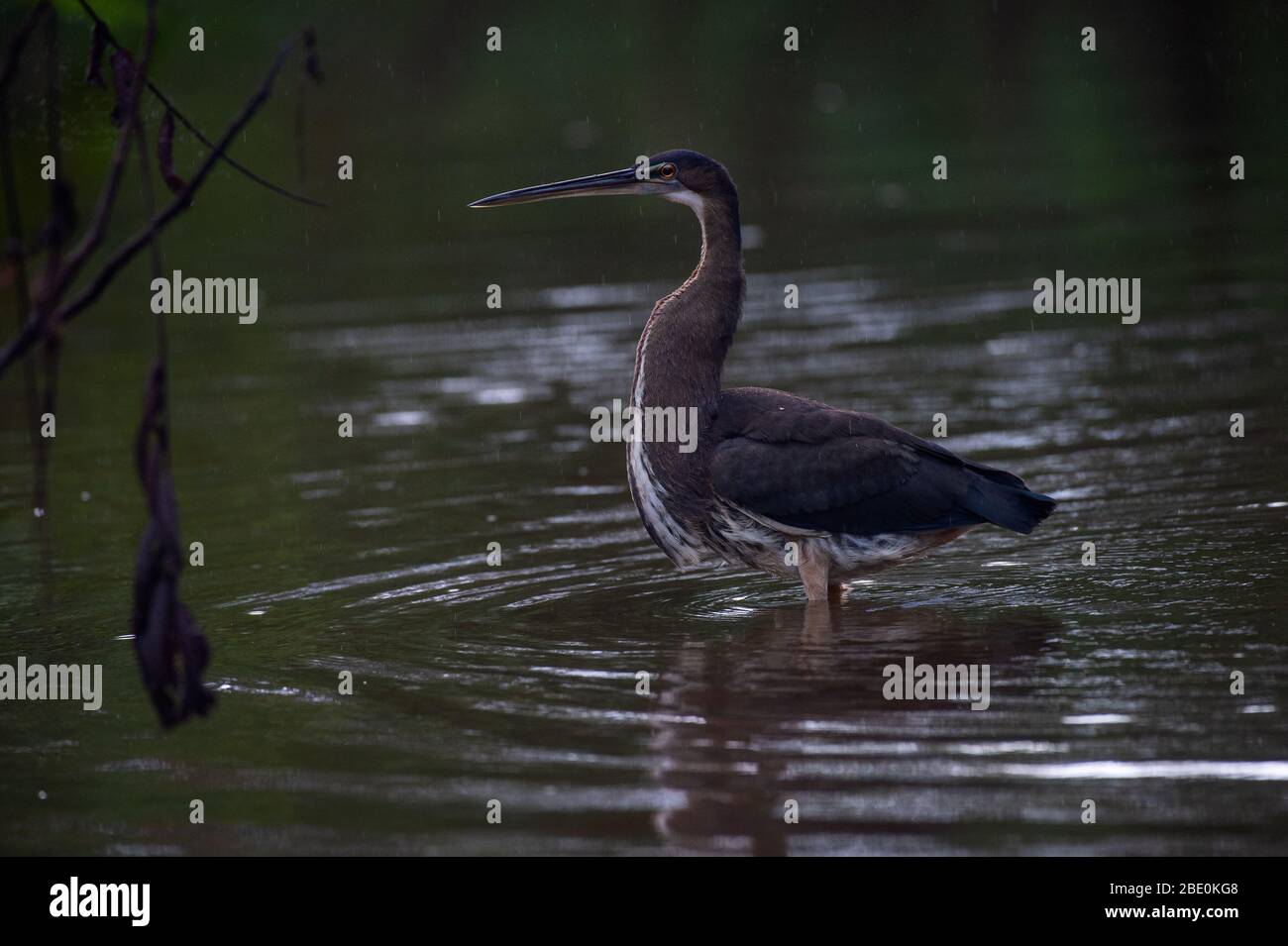 Juvenile Agami Heron, Agamia agami, Ardeidae,