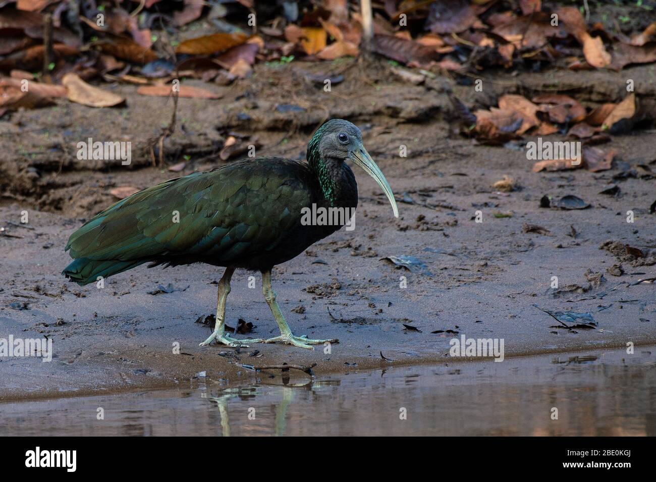 Green Ibis, Mesembrinibis cayennensis, Threskiornithidae, ,