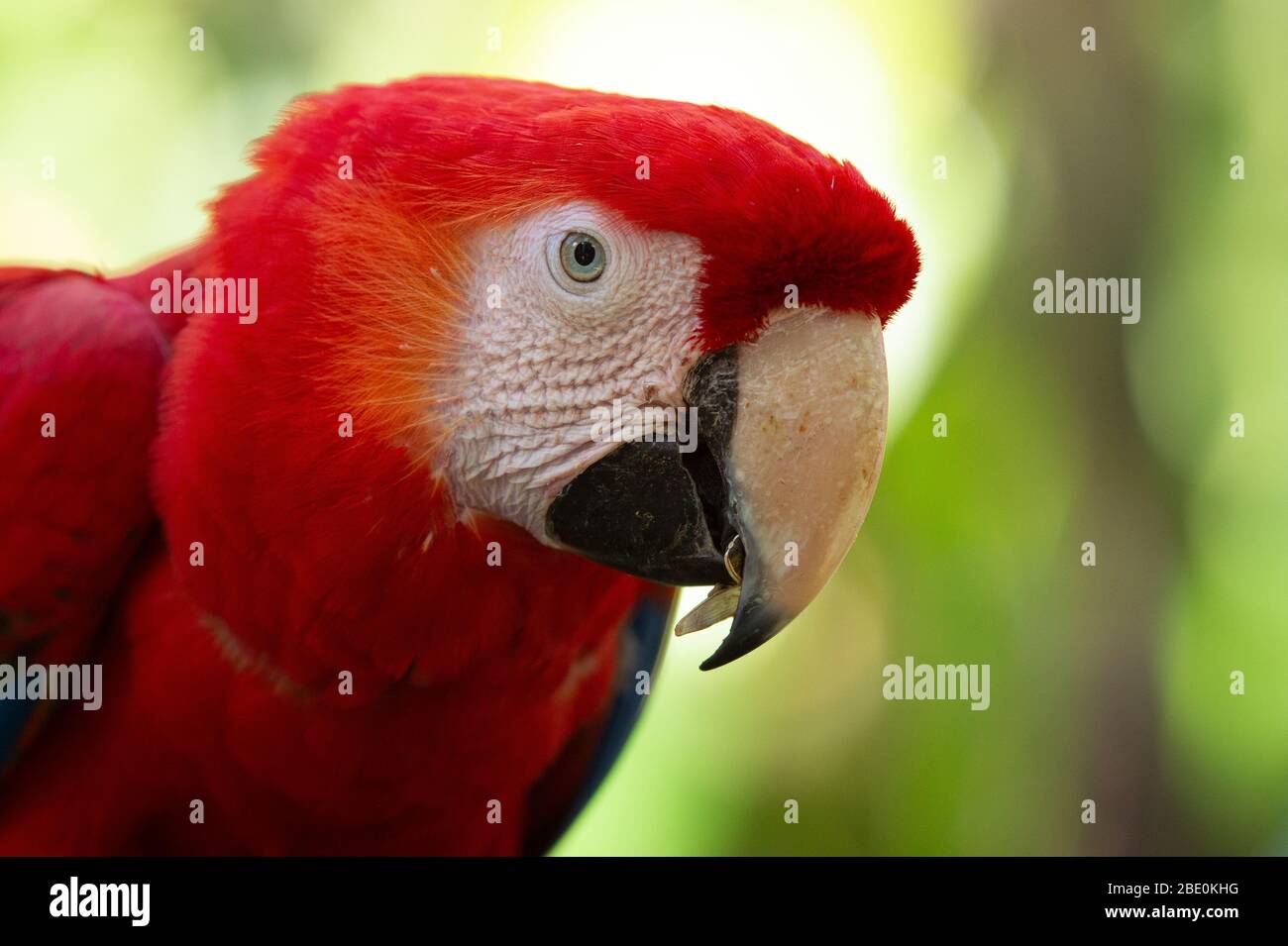 Scarlet Macaw, Ara maco, San Josè, Costa Rica, Psittacidae, Centroamerica Stock Photo