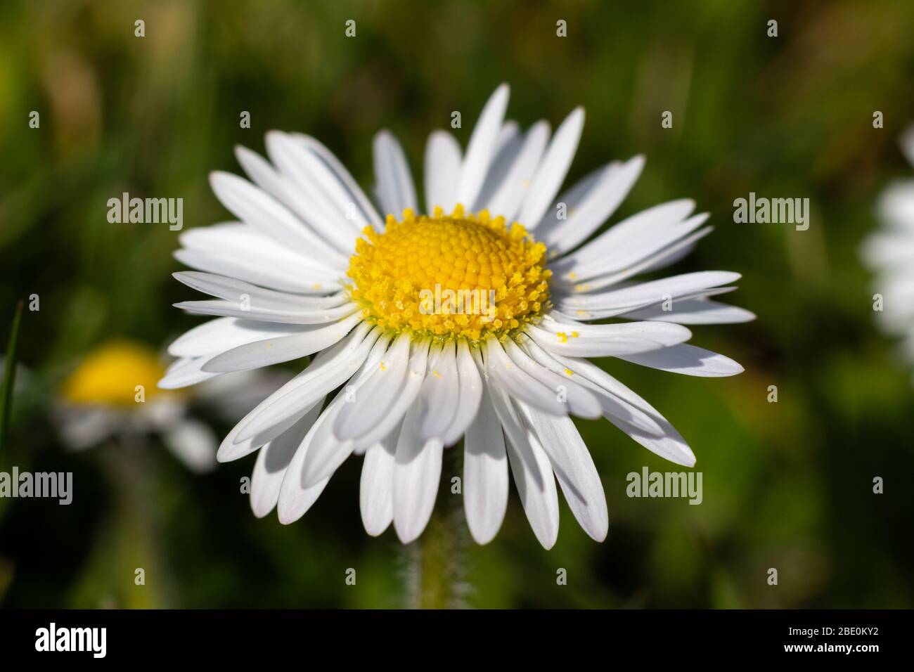 Closeup of Daisy Flower in the Garden Stock Photo