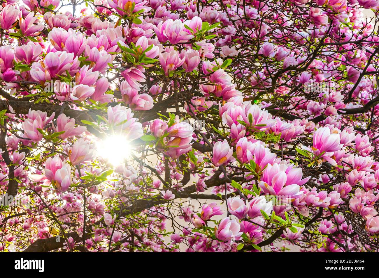 Pink flowers of blooming magnolia tree (Magnolia liliiflora) in the ...