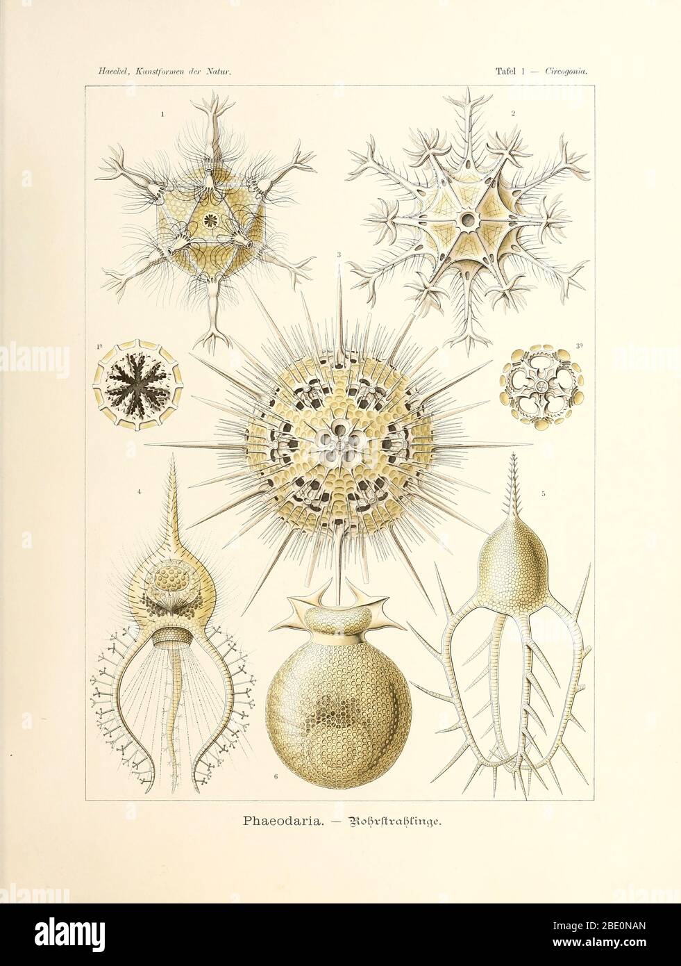 Phaeodaria rom Ernst Haeckel's Kunstformen der Natur, 1904 Stock Photo