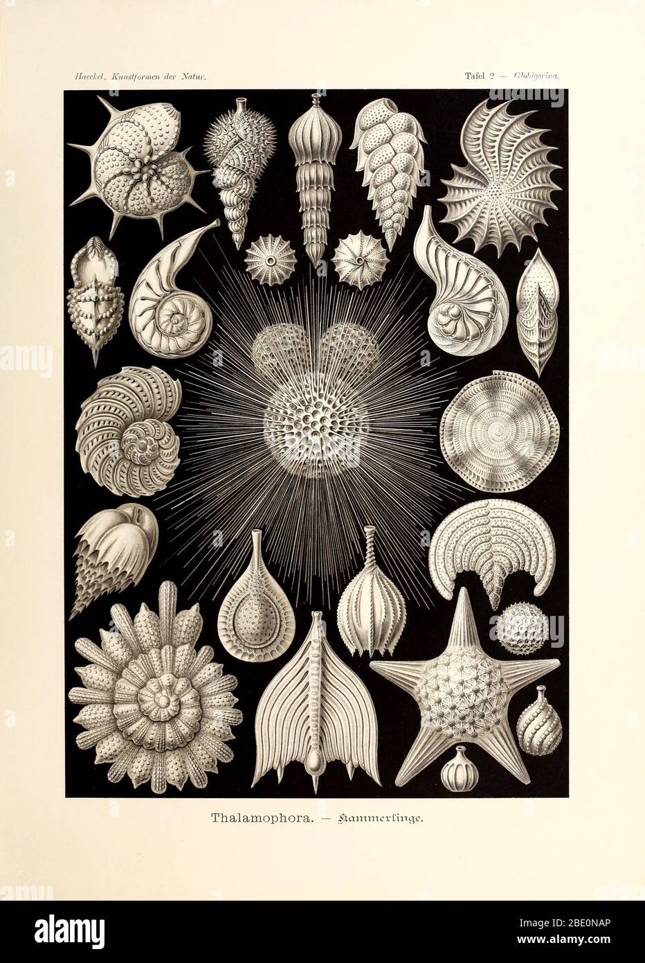 Thalamphora from Ernst Haeckel's Kunstformen der Natur, 1904 Stock Photo