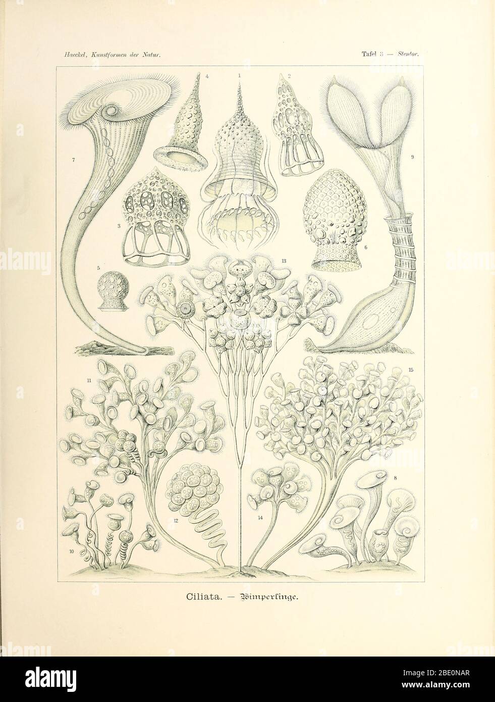 Ciliate (Ciliata) from Ernst Haeckel's Kunstformen der Natur, 1904 Stock Photo